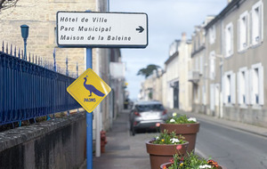 Luc-sur-Mer : un arrêté exceptionnel de fermeture définitive de la circulation rue de la mer pour encadrer la présence des paons